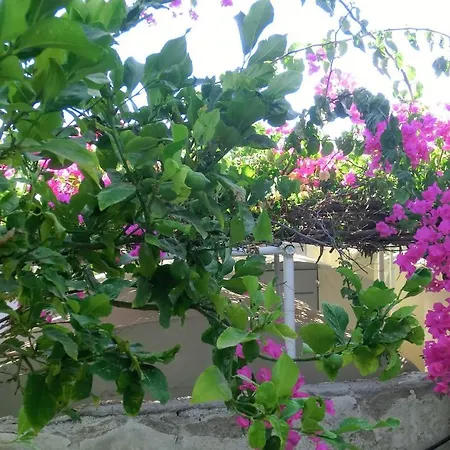 Santorini Camping&hostel