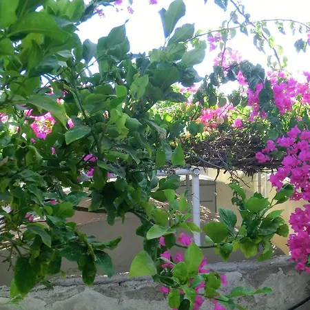 Ostello Santorini Camping&hostel Fira (Santorini)
